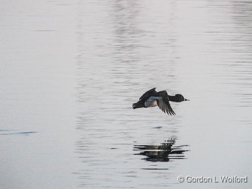 Duck In Flight_DSCF00259LR.jpg